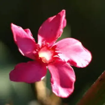 Best Arali Flowers 1a-arali flower-4224072-29974.webp